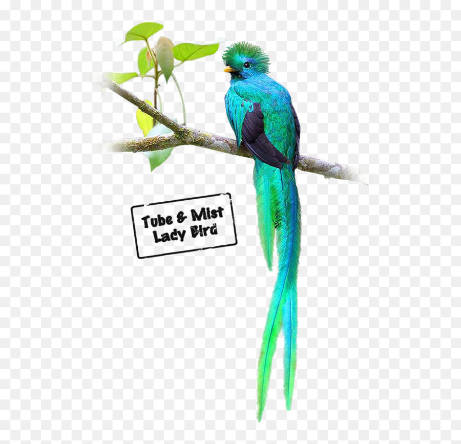 Download Oiseaux Quetzal - Twig Png,Quetzal Png