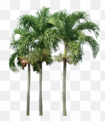 Tropical Plant Pictures - Palm Tree Elevation Png,Tree Elevation Png