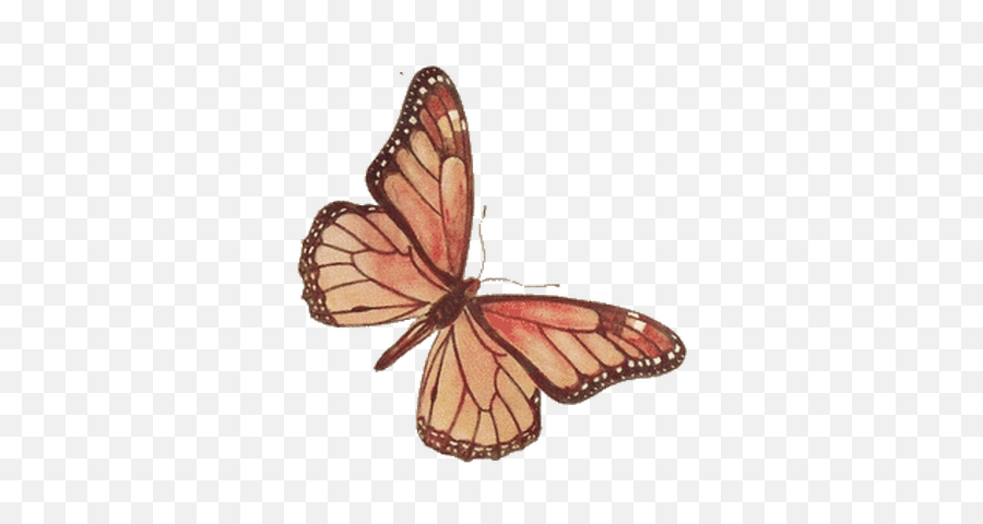 Butterflies Transparent Png Images - Vintage Butterfly Clipart Png,Butterfly Transparent