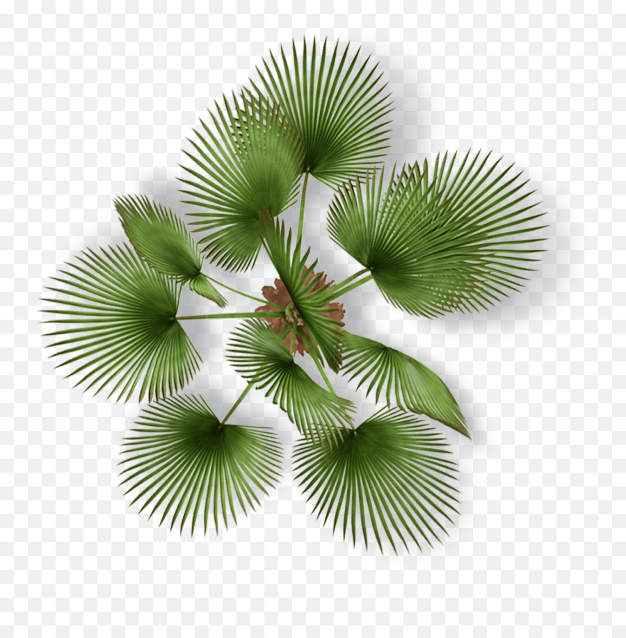 Soly Import - Palm Tree Top View Png,Tree Plan Png