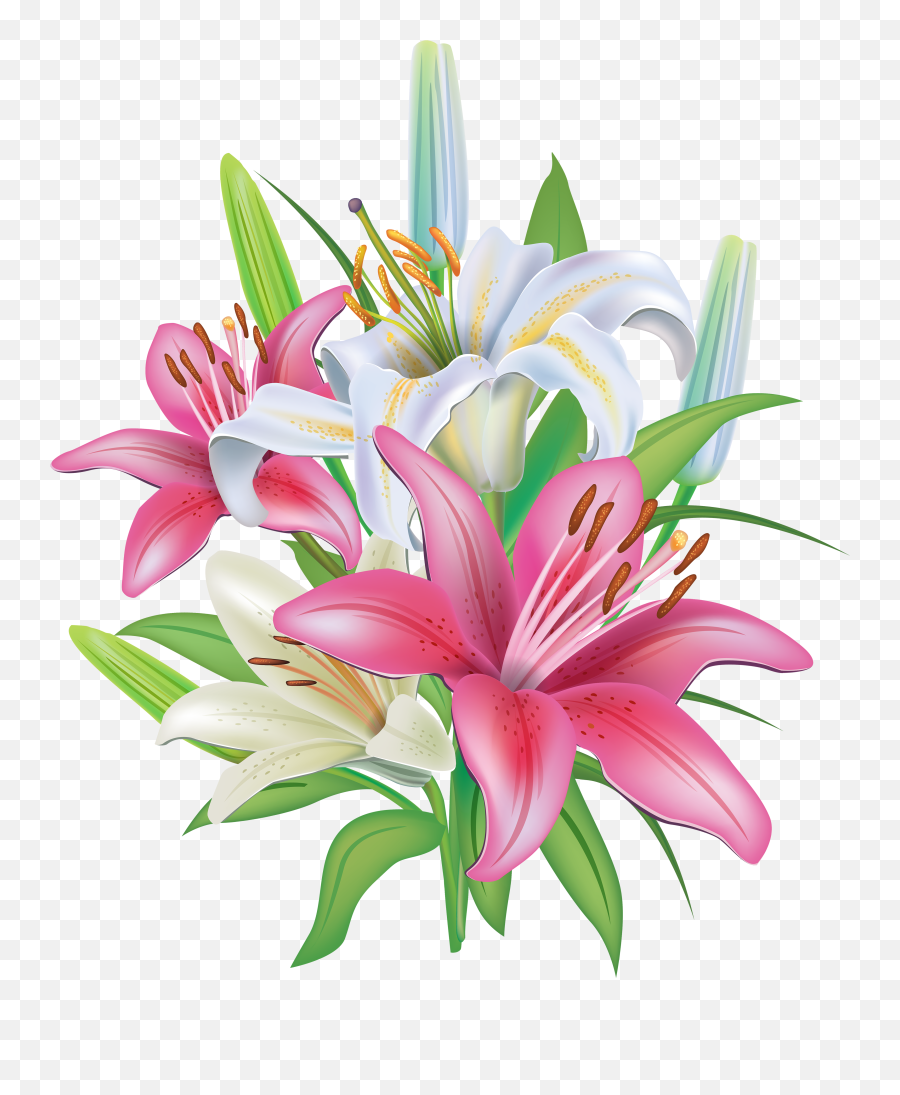 Lilium Stargazer Flower Clip Art Png Easter Lily