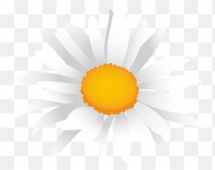 White Daisy Cartoon - Transparent Png U0026 Svg Vector File Oxeye Daisy,Daisy Png