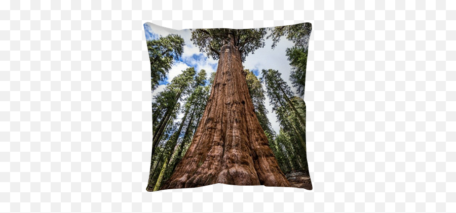 Pillow Cover General Sherman Tree In Giant Sequoia Forest - Sequoia National Park Png,Sequoia Icon