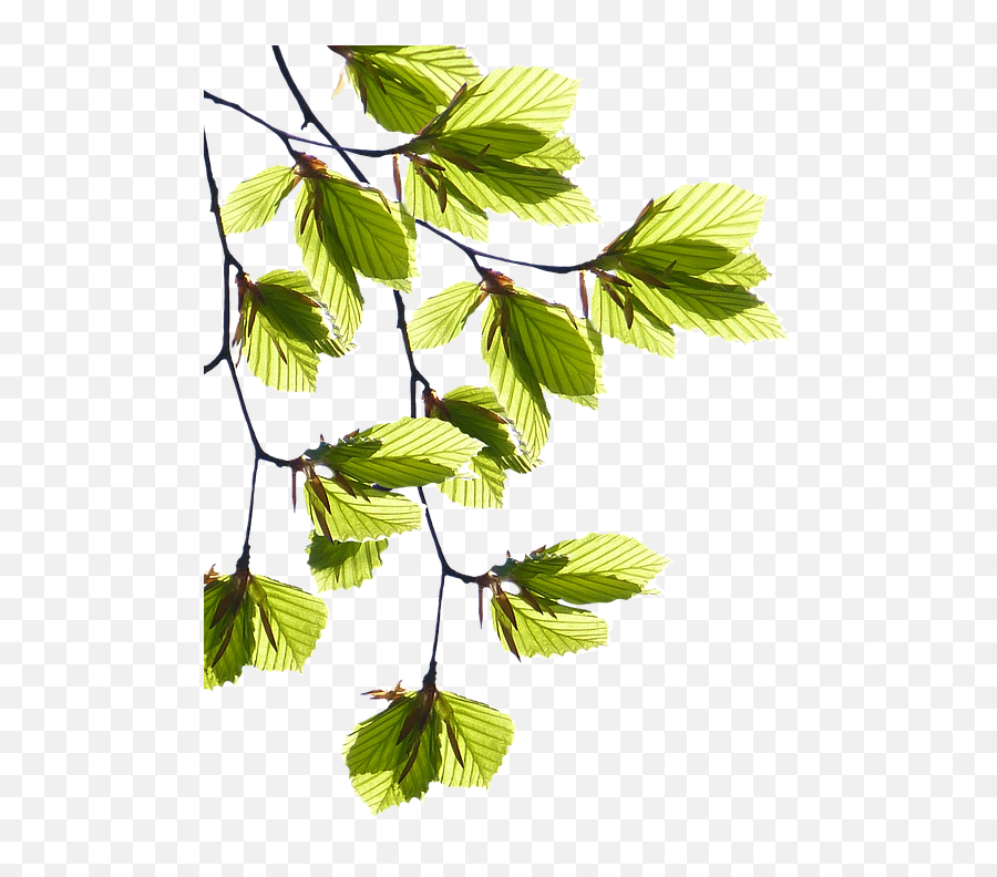 Download Free Green Leaf Image Photo Png Icon Favicon - Aesthetic Tree Branch Png,Green Leaf Icon
