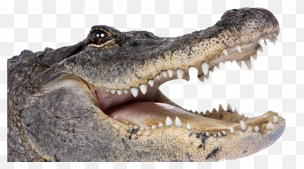 Alligator Png Picture - Alligator Png,Gator Png