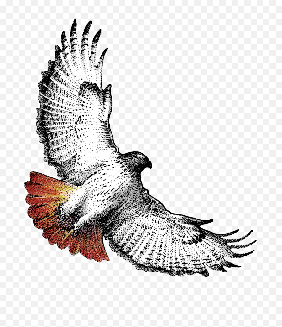 Notre Vue - Trade U0026 Media Brand Images Russian River Valley Ava Png,Peregrine Falcon Icon