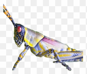 Insect Transparent Png - Free Download on TPNGnet