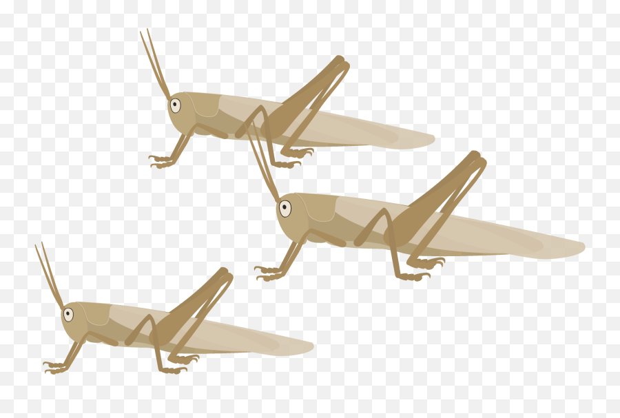 Phocus Target Locusts From Within Png Icon A5s Plane
