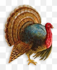 Turkey Images Transparent Png Clipart - Art