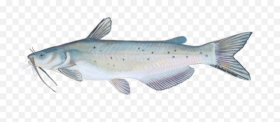 Channel Catfish Vs Blue - Channel Catfish Png,Catfish Png