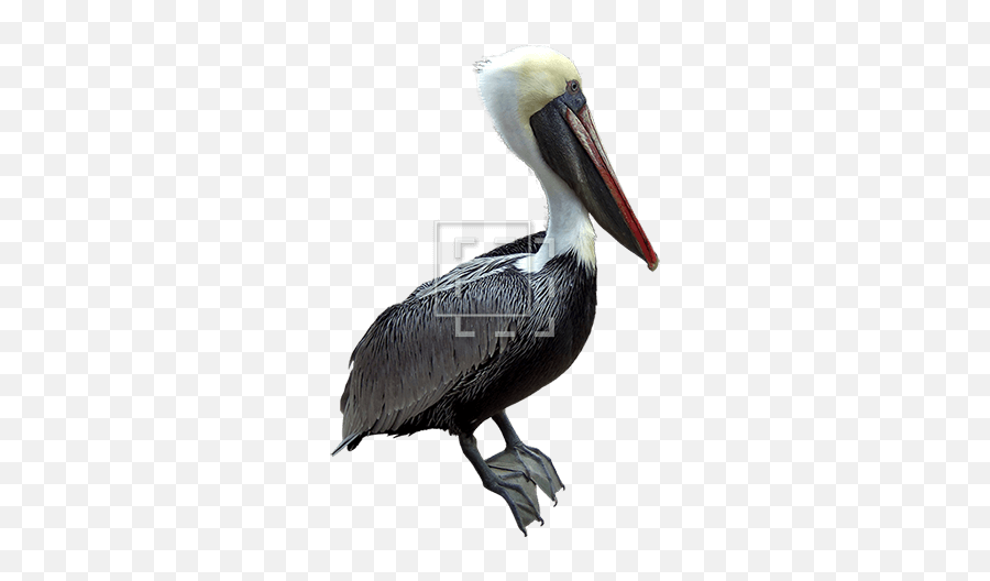 Red Beak Pelican - Brown Pelican Png,Pelican Png