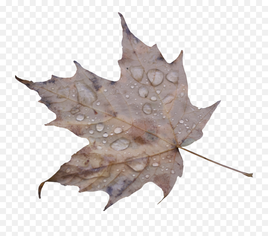 Img Max - Maple Leaf Png,Droplets Png