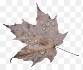 Img Max - Maple Leaf Png,Droplets Png