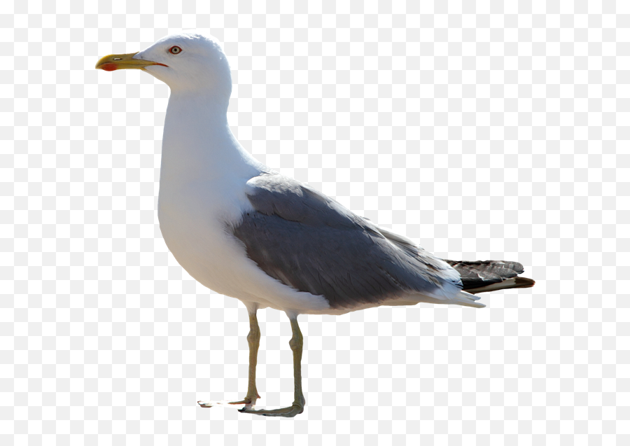 Gull Png - Herring Gull Png,Seagulls Png