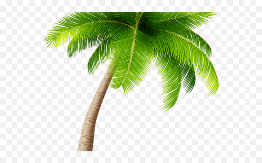 28 Palm Tree Clipart Transparent - Png Transparent Background Palm Tree Png,Tree Clipart Transparent Background