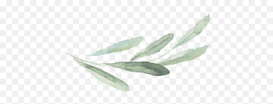 Watercolor Branch Png Picture 1832747 - Watercolor Olive Branch Simple,Sage Png