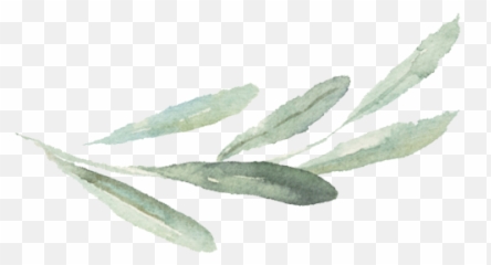 Watercolor Branch Png Picture 1832747 - Watercolor Olive Branch Simple,Sage Png