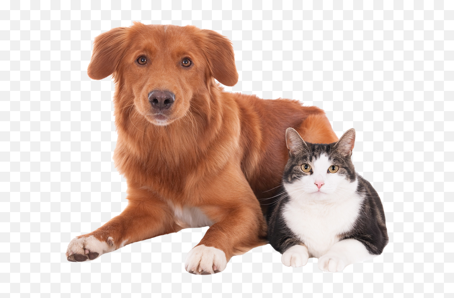 Dog And Cat Png Picture - Nova Scotia Duck Tolling Retriever And Cat,Dog And Cat Png