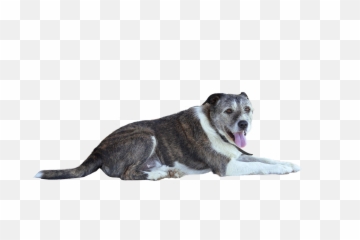 Png Dog - Šuo Png,Collar Png
