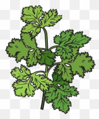 Cilantro - Coriander Herb Transparent Cartoon Jingfm Cilantro Clip Art Png,Cilantro Png
