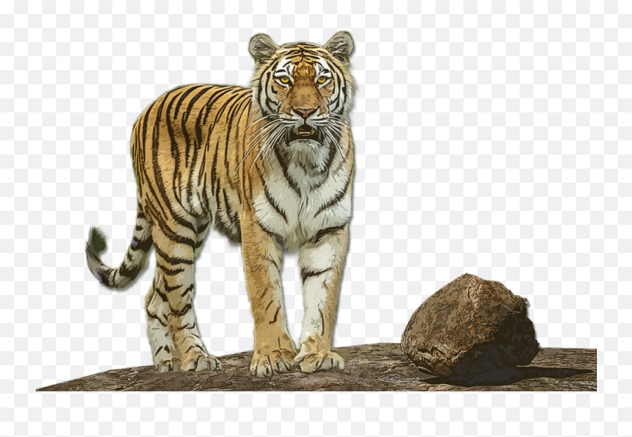 Tiger Wild Animal - Siberian Tiger Png,Tiger Stripes Png