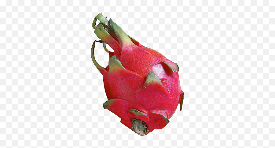 Transparent Dragon Fruit Pitaya - Pitaya Transparent Png,Dragonfruit Png