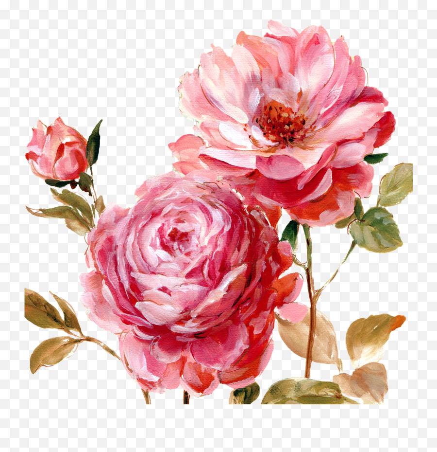 Peony Clipart Painted Png Peonies