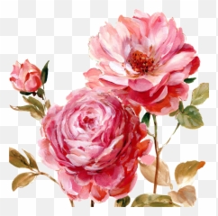 Peony Clipart Painted Png Peonies