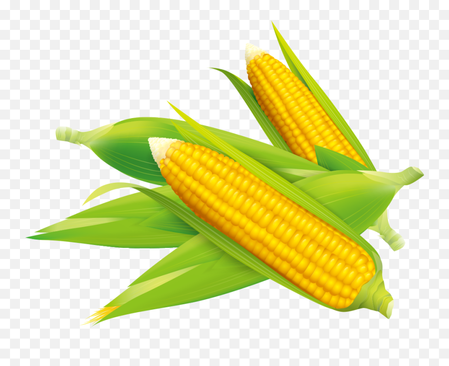 Corn Vector Png Clipart - Sweet Corn Vector Png,Corn Cob Png