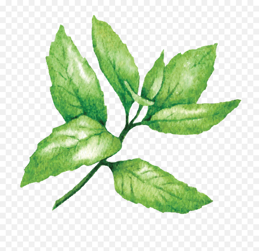 Download Free Png Peppermint Photo - Peppermint Png,Peppermint Png