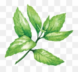 Download Free Png Peppermint Photo - Peppermint Png,Peppermint Png
