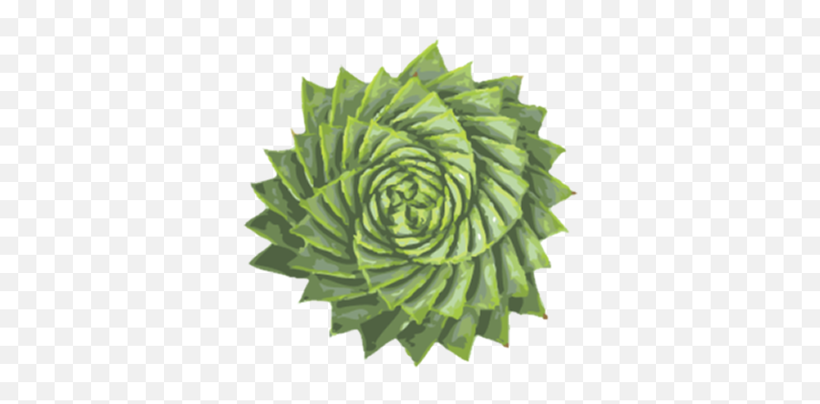 Contact - Aloe Png Plant Spiral,Aloe Png