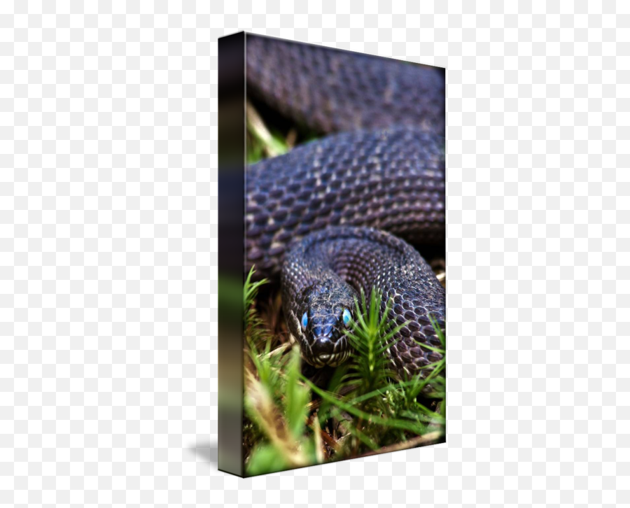 Snake Eyes By Jeremy Hyland - Serpent Png,Snake Eyes Png