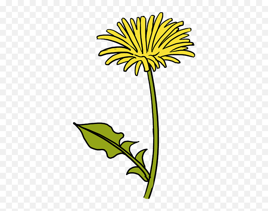 How To Draw A Dandelion - Really Easy Drawing Tutorial Draw A Yellow Dandelion Easy Png,Dandelion Transparent