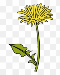 How To Draw Dandelion - Really Easy Drawing Tutorial A Yellow png