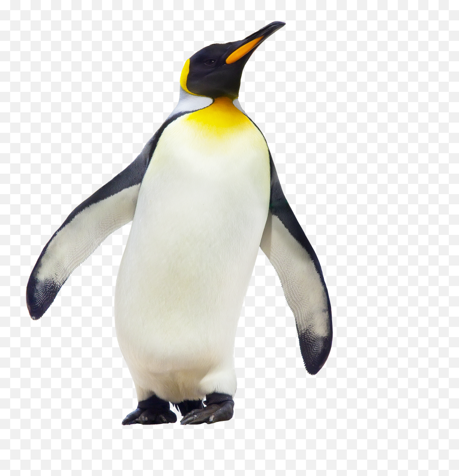 Penguin Png Transparent Images - Emperor Penguin Png,Penguin Transparent