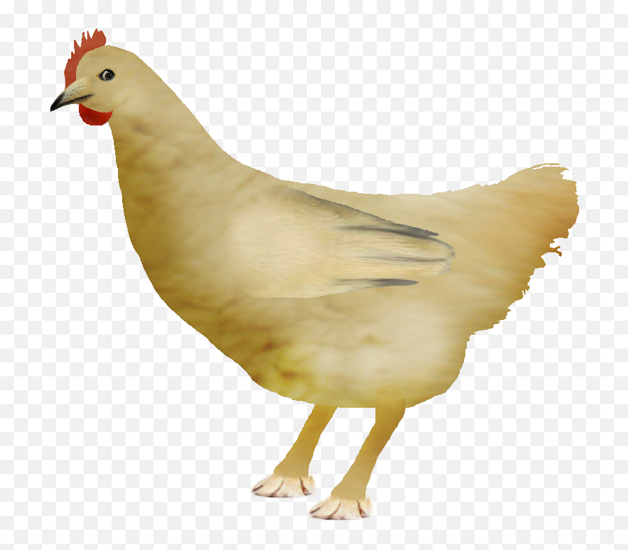 Chicken Doge Png More In Comments Dogelore - Doge Bird,Chickens Png