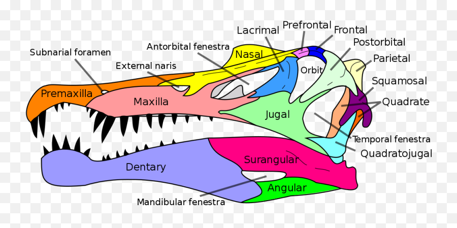 Filespinosaurus Skull Ensvg - Wikimedia Commons Spinosaurus Skull Diagram Png,Spinosaurus Png