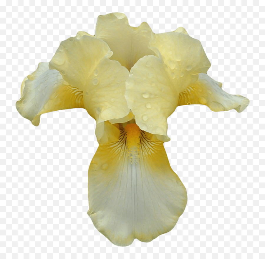 White Yellow Orchid Transparent Png - Stickpng Orquidea Amarilla Png,Orchid Png