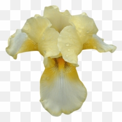 White Yellow Orchid Transparent Png - Stickpng Orquidea Amarilla Png,Orchid Png