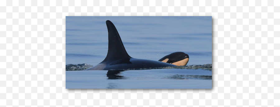 Welcome To Orca Network - Babies Png,Killer Whale Png