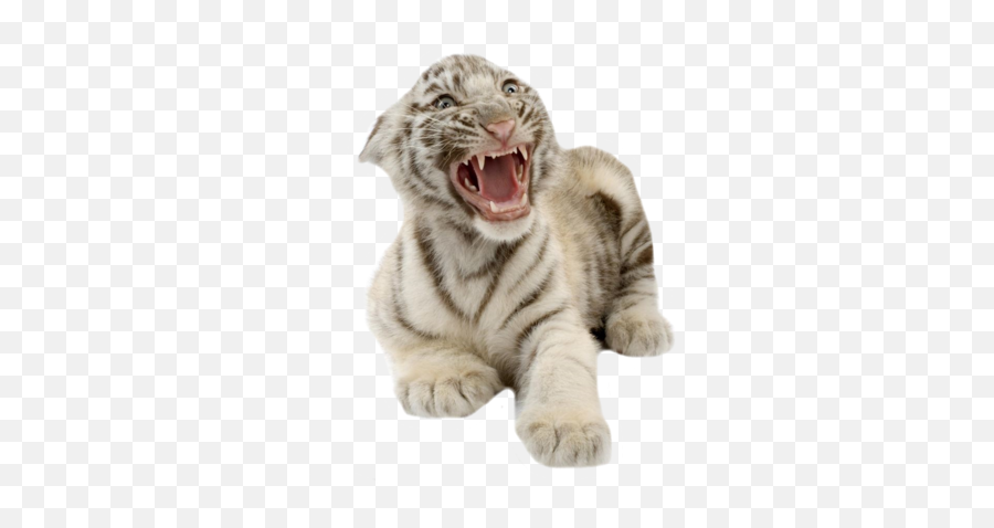 White Tiger Cub - White Tiger Cub Png,White Tiger Png