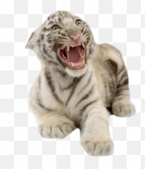 White Tiger Cub - White Tiger Cub Png,White Tiger Png