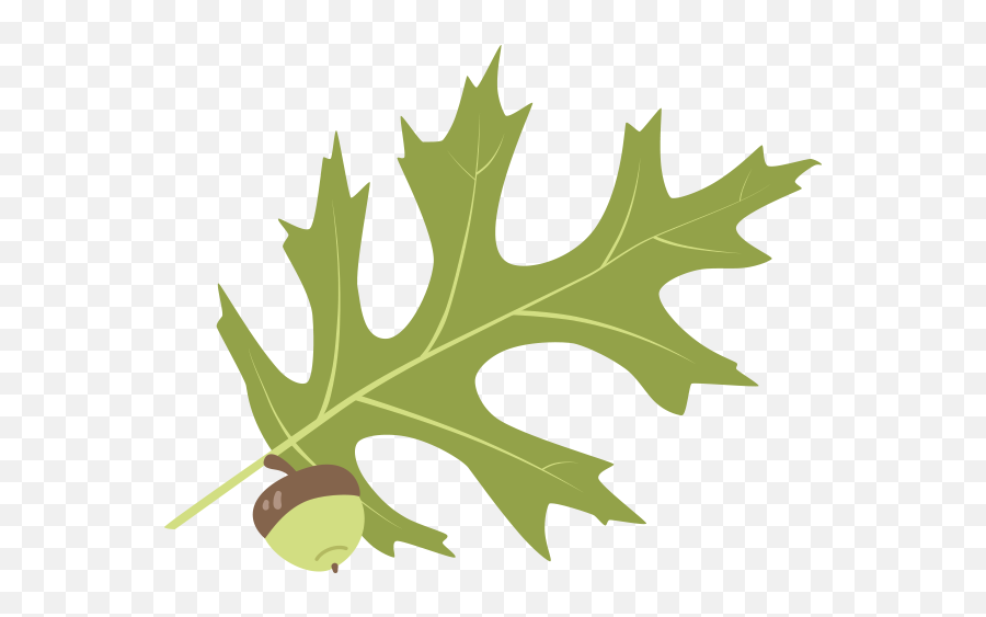 Leaf Id - Plants Png,Oak Leaf Png