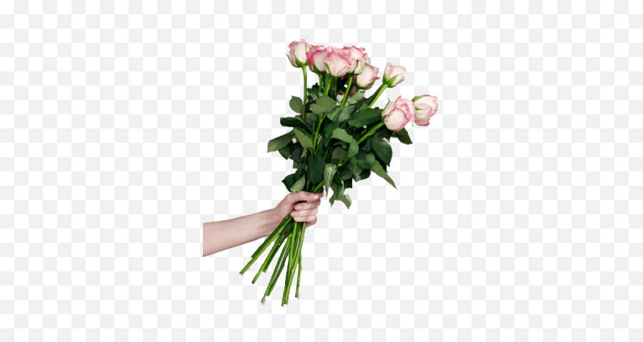 White Rose Single Transparent Png - Stickpng Person Holding Roses Clipart,Single Rose Png