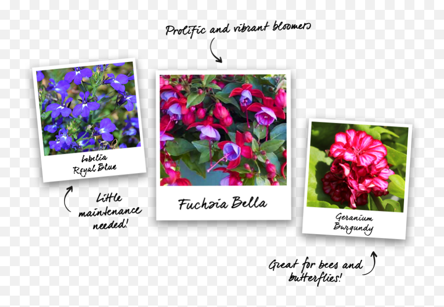 How To Guides - Best Plants For Hanging Baskets Gardening Language Png,Hanging Ivy Png