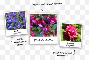 How To Guides - Best Plants for Hanging Baskets Gardening Language png