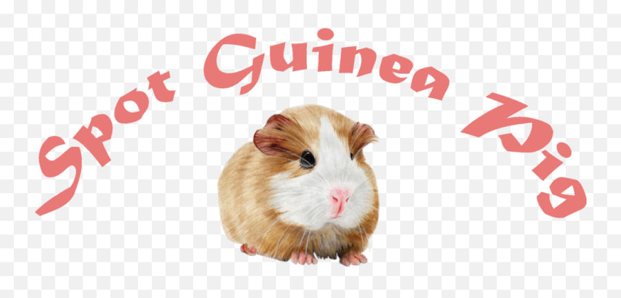 Guinea Pig Daily Routine - Spot Guinea Pig Cuy Png,Guinea Pig Png