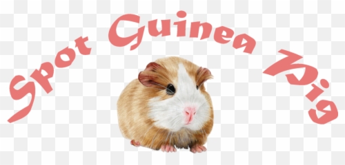 Guinea Pig Daily Routine - Spot Guinea Pig Cuy Png,Guinea Pig Png