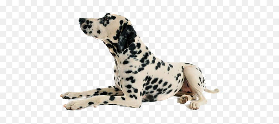 Download Dalmatian Dog Png Transparent - Dog Sit Transparent Background,Dalmatian Png